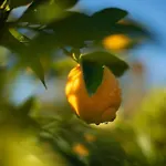 Quinta Do Mirante 펜션 카스텔루 지 파이바