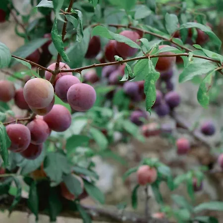 펜션 Quinta Do Mirante *