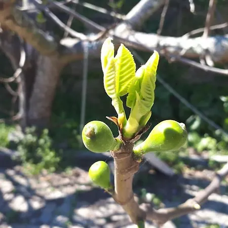 Quinta Do Mirante