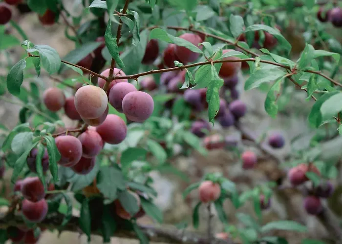 펜션 Quinta Do Mirante *