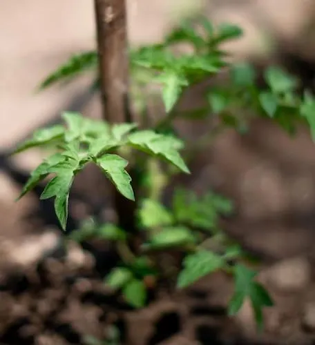 펜션 Quinta Do Mirante 카스텔루 지 파이바