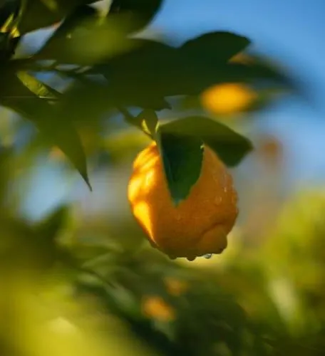 Quinta Do Mirante 펜션 카스텔루 지 파이바